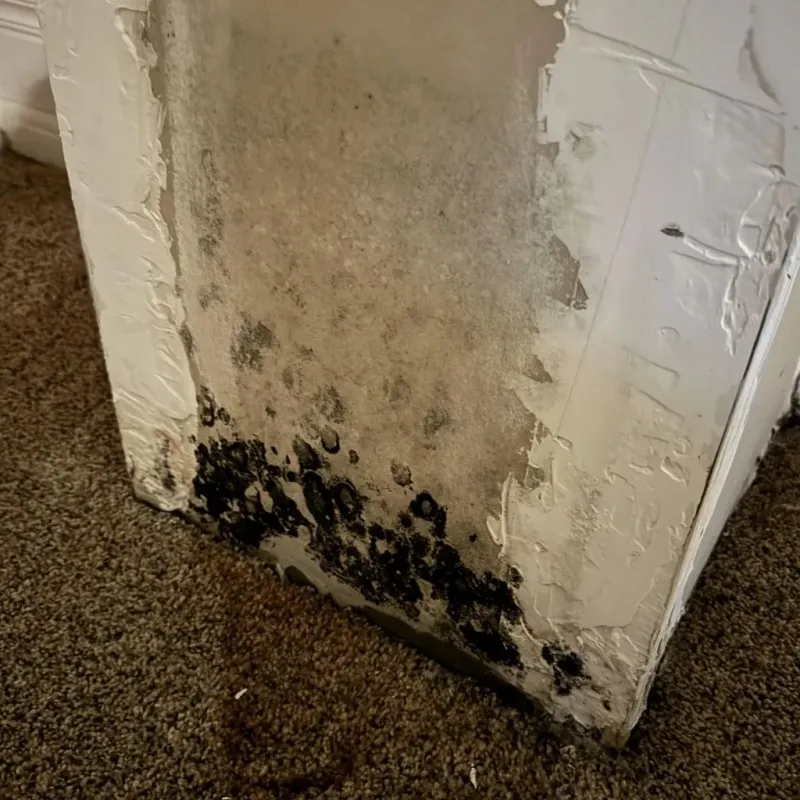 Professional Mold Removal in Shavertown, PA
